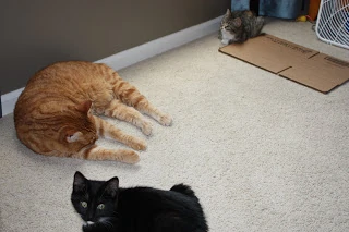 kitten & cat update