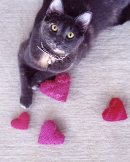 Valentine's Day Finds - catnip treats