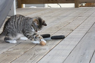 A cat playing with a toy.