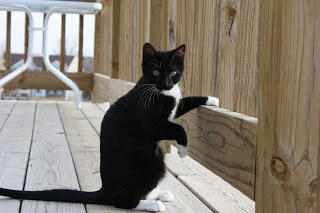 The cat with a paw on the wooden deck.