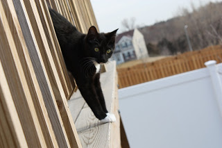 A black and white cat.