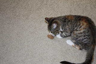 A grey cat sniffing a toy.