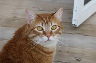 An orange cat.
