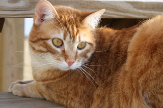 The orange cat with green eyes.