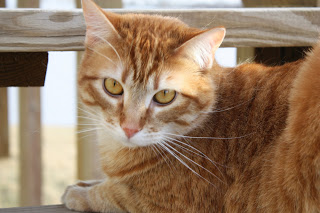Orange cat lying down.