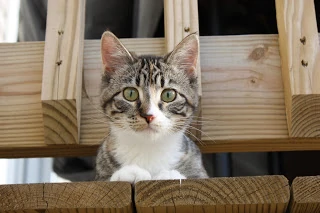 A cat sitting on the deck.