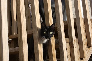 Black and white cat outside on the wooden deck.