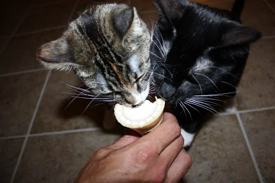 Two cats licking from an ice cream cone.