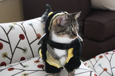 A cat dressed up in a Halloween costume.