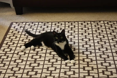 A black and white cat is lying on the rug.
