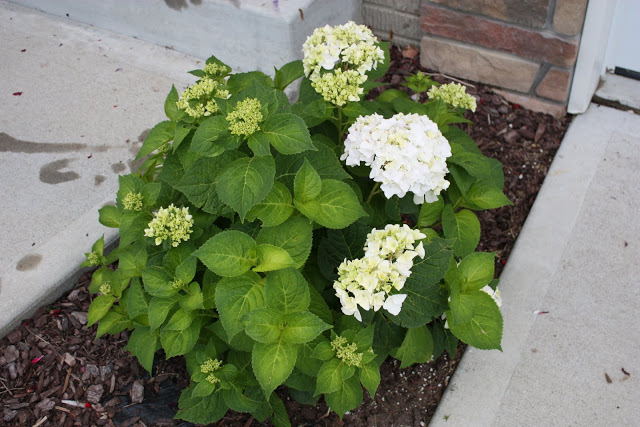 White hydrangeas in the garden beside the house.