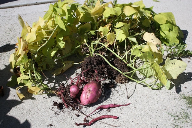 Dug up potato vines with small potatoes on them.
