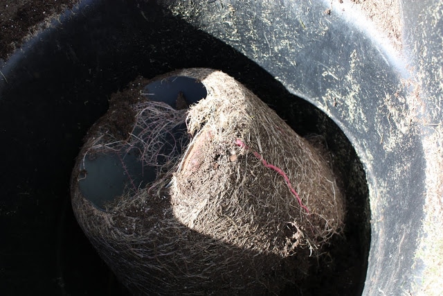 A plant that has been taken out of its planter and overturned in a bucket.