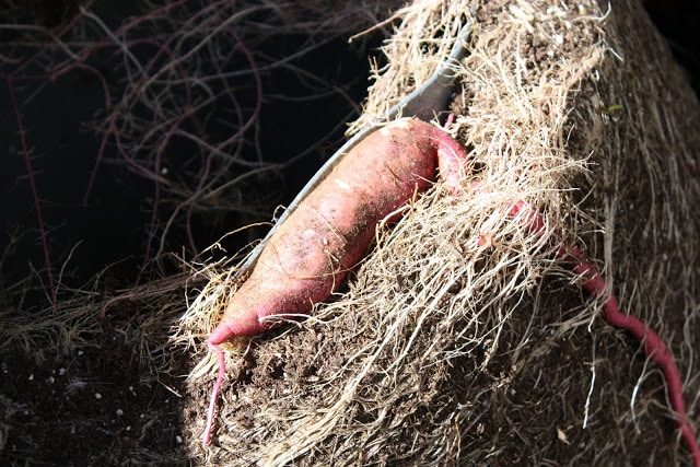 A small long potato lying on the ground.