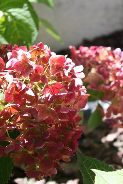 The sun on the pink hydrangeas.