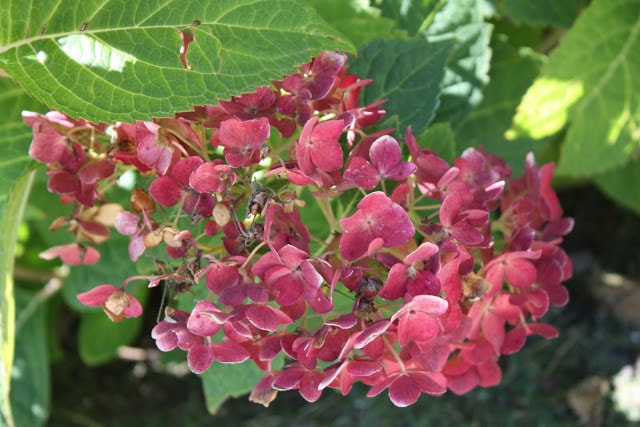 Pink hydrangeas with green leaves.