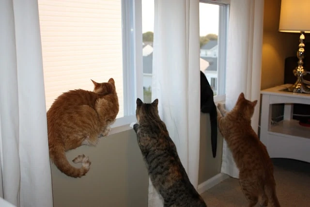 The three cats looking out the window.