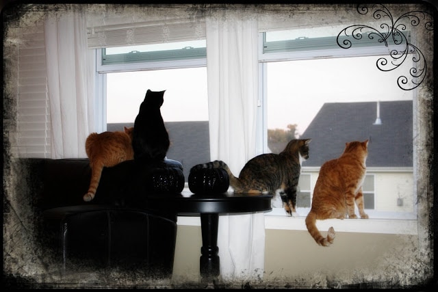 Four cats looking out the window.