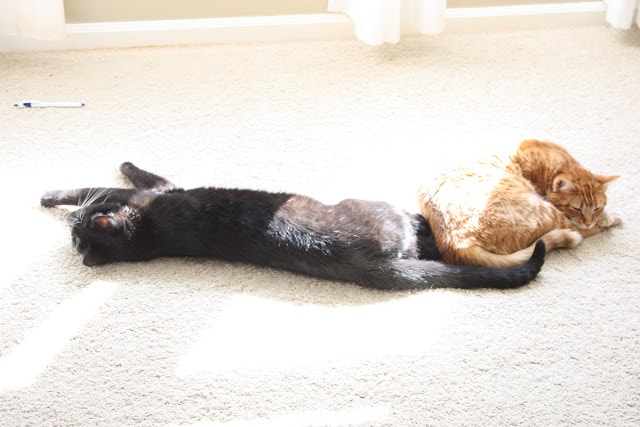 A orange cat and a dark brown cat laying on the white rug.