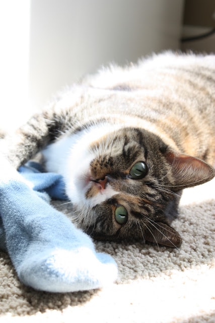 One of the cats has its paws on a blue sock.