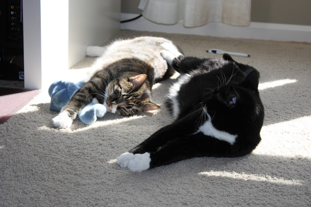 The black and white cat has his paw on the other cat.