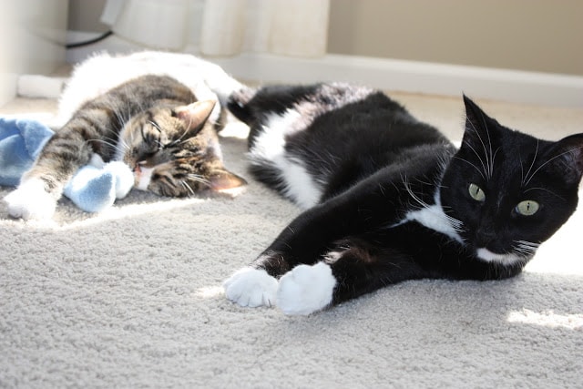 The black cat looking straight at the camera.