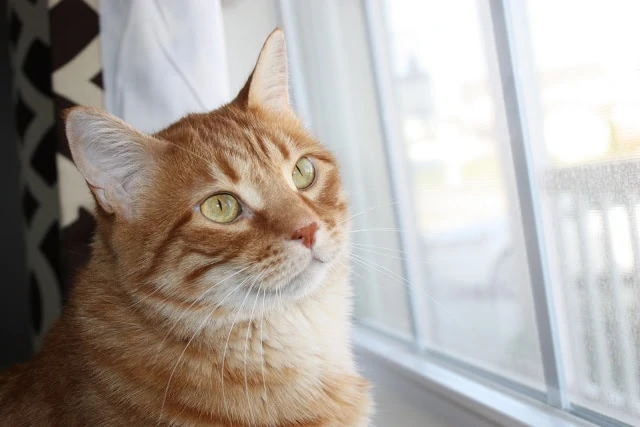 An orange cat looking out the window.
