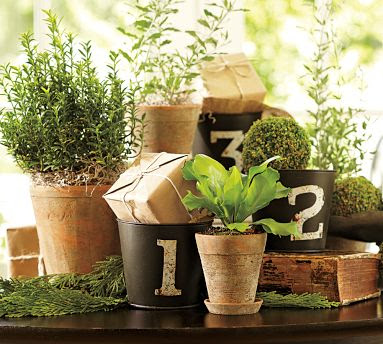 Numbered planting pots with fresh plants in them.