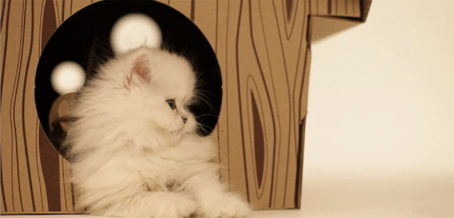 A white fluffy cat sitting half in and half out of the cabin.