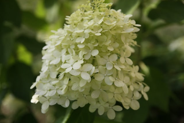 hydrangea tamron 17-55mm lens pictures
