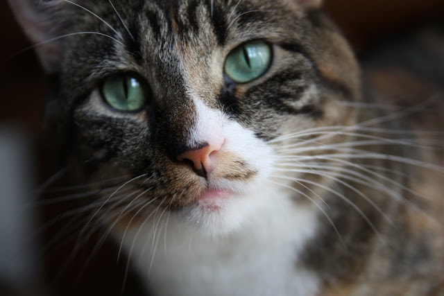 cat pictures with tamron 17-55mm lens pictures