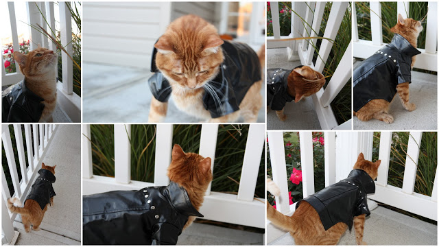 An orange cat wearing a little leather coat with studs.