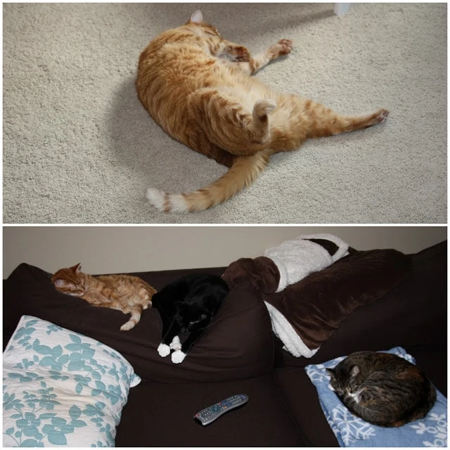 An orange cat lying. on the rug, and three sleeping cats on the couch.