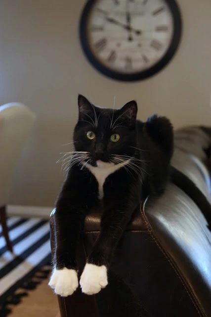 A black cat with white paws on the couch.