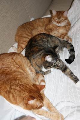 kittens!