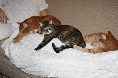 loafing cats