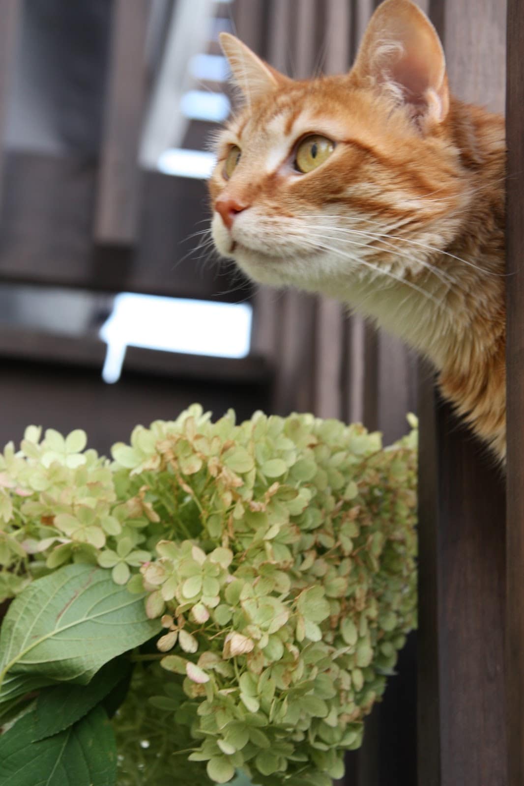 holy hydrangeas and the cutest cats Life On Virginia Street