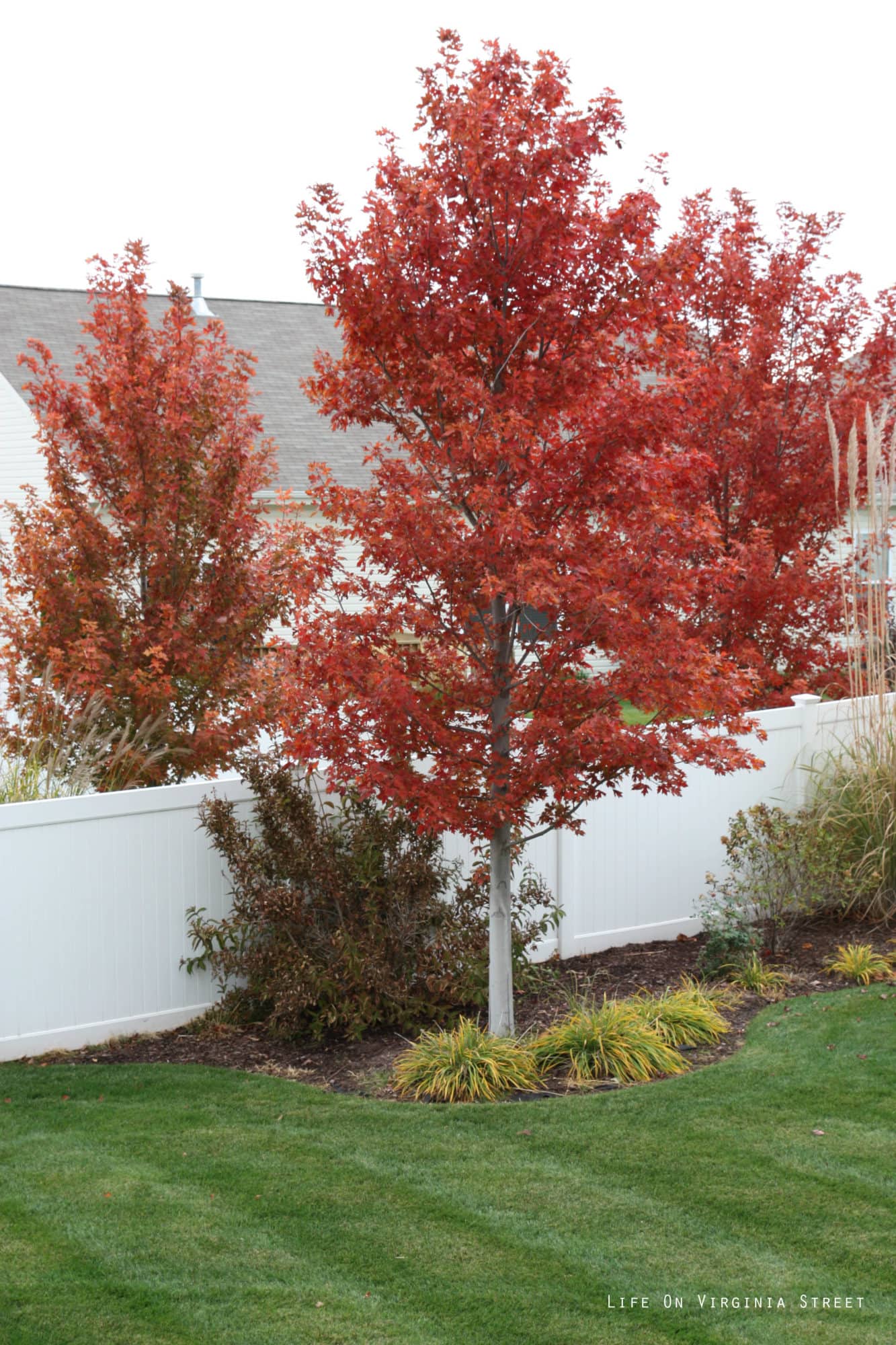 Up close view of the red leafed tree.
