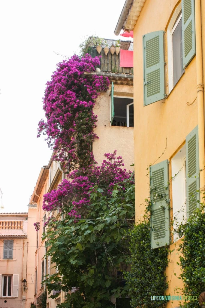 Streets and homes in St. Tropez, France. Gorgeous colored buildings and bougainvillea.