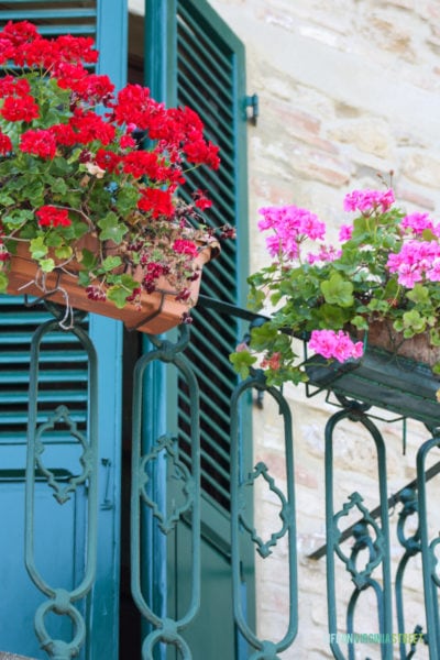 Volterra, Italy. Blue shutters on door with blue iron balcony and colorful geraniums.