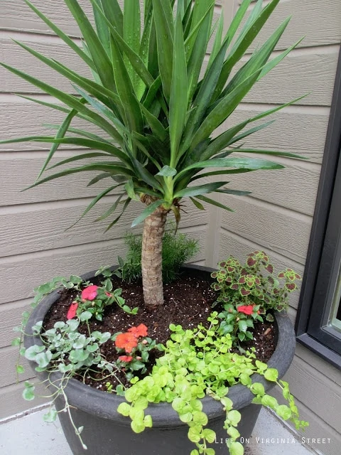 A planter with a small tree and flowers at the base of it on the patio.