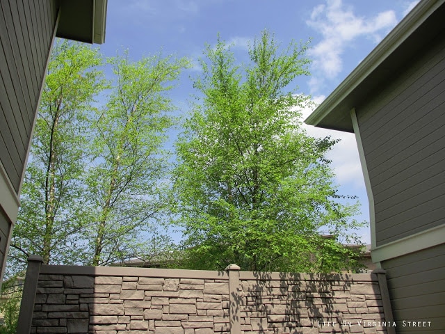 A large birch tree on the other side of the fence.