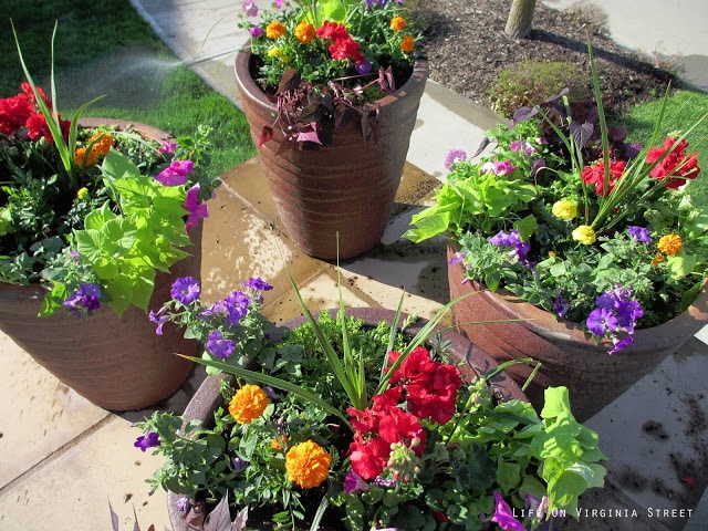 Purple, red, orange flowers plus greenery.