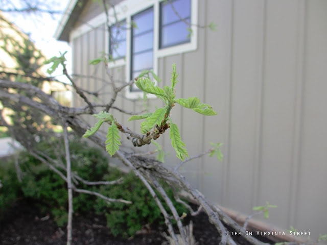 A small green bud on a tree beside the house.