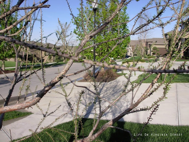 A suburban street with trees in the front and long driveways.