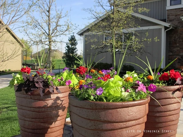 Three planters with multi coloured flowers in them.