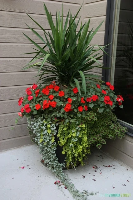 A container in the corner of the house outdoor, with a large green plant, trailing vine plants and red flowers.