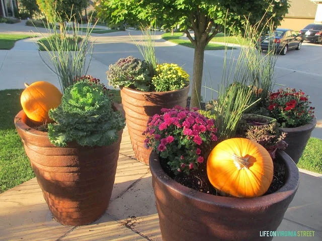 Stunning filled planters on the driveway with pumpkins.