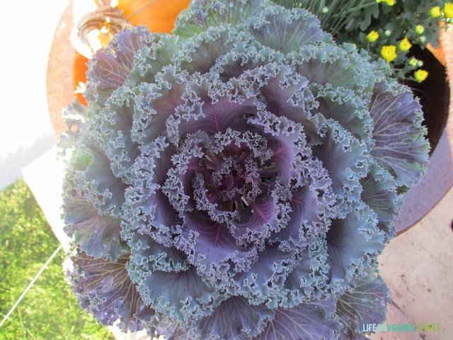 Close up picture of a large purple/green kale in planter.