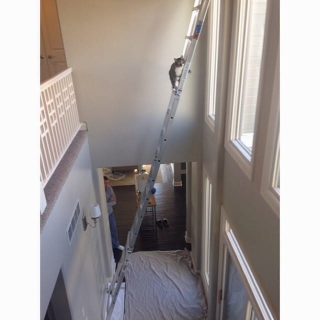 A cat is climbing up the tall ladder.